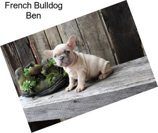 French Bulldog Ben