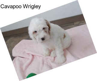 Cavapoo Wrigley