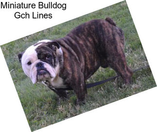 Miniature Bulldog Gch Lines