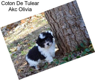 Coton De Tulear Akc Olivia