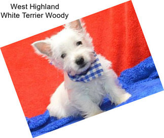 West Highland White Terrier Woody