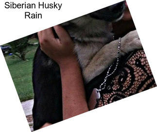 Siberian Husky Rain