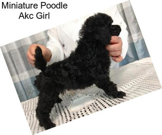 Miniature Poodle Akc Girl