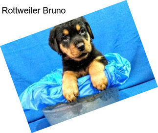 Rottweiler Bruno
