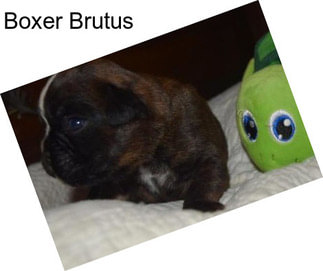 Boxer Brutus