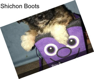 Shichon Boots