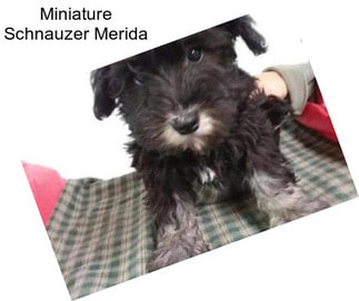 Miniature Schnauzer Merida