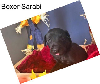 Boxer Sarabi