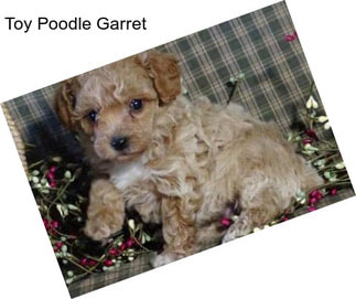 Toy Poodle Garret