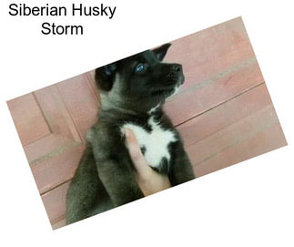 Siberian Husky Storm