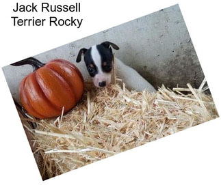 Jack Russell Terrier Rocky