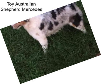 Toy Australian Shepherd Mercedes