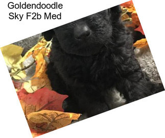 Goldendoodle Sky F2b Med