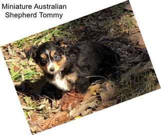 Miniature Australian Shepherd Tommy