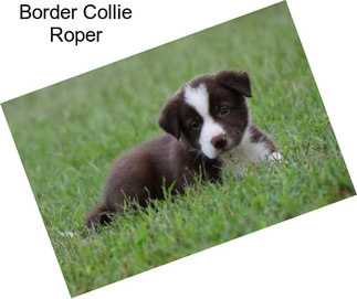 Border Collie Roper