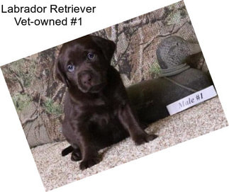 Labrador Retriever Vet-owned #1