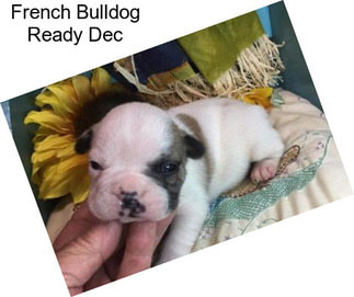 French Bulldog Ready Dec