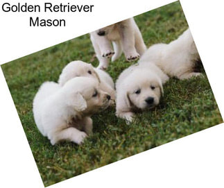 Golden Retriever Mason