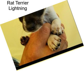 Rat Terrier Lightning