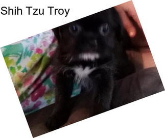 Shih Tzu Troy