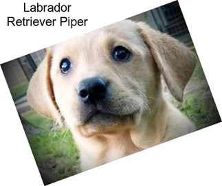 Labrador Retriever Piper