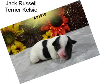 Jack Russell Terrier Kelsie