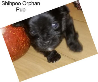 Shihpoo Orphan Pup