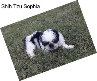 Shih Tzu Sophia