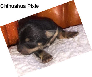 Chihuahua Pixie