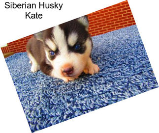 Siberian Husky Kate