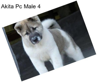 Akita Pc Male 4