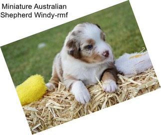 Miniature Australian Shepherd Windy-rmf