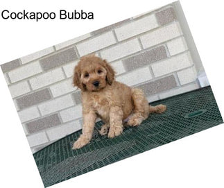 Cockapoo Bubba