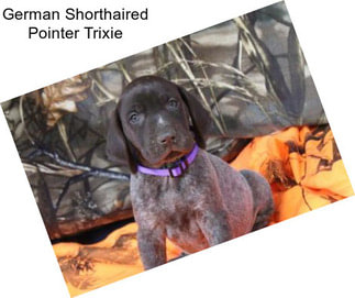 German Shorthaired Pointer Trixie