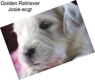 Golden Retriever Josie-ecgr