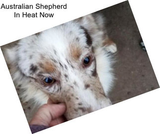 Australian Shepherd In Heat Now