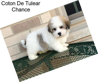 Coton De Tulear Chance