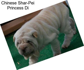 Chinese Shar-Pei Princess Di