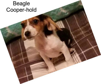 Beagle Cooper-hold