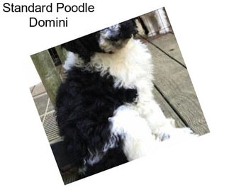 Standard Poodle Domini