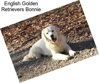 English Golden Retrievers Bonnie