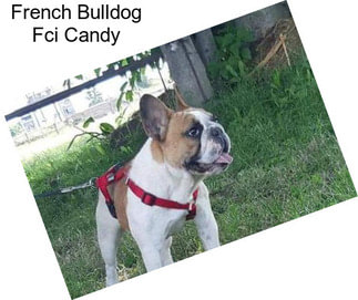 French Bulldog Fci Candy