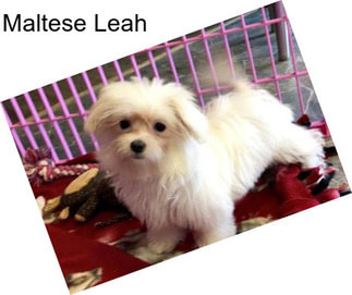 Maltese Leah