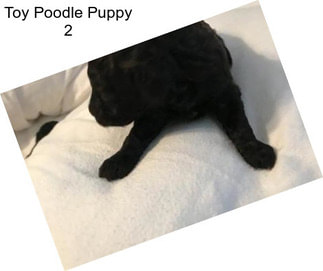 Toy Poodle Puppy 2