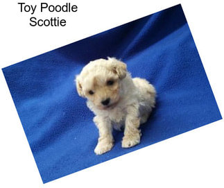 Toy Poodle Scottie