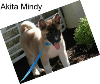 Akita Mindy