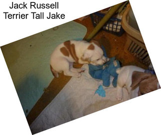 Jack Russell Terrier Tall Jake
