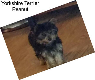 Yorkshire Terrier Peanut