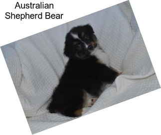Australian Shepherd Bear