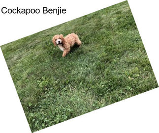 Cockapoo Benjie